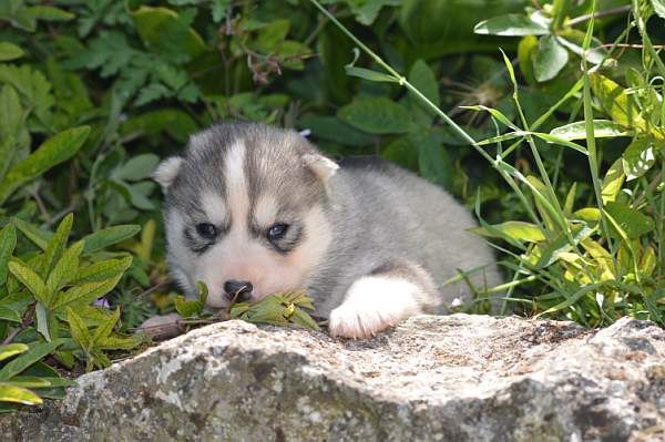 Magic Wolf Nanouk (grise)