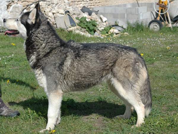 Magic Wolf Coyotte girl