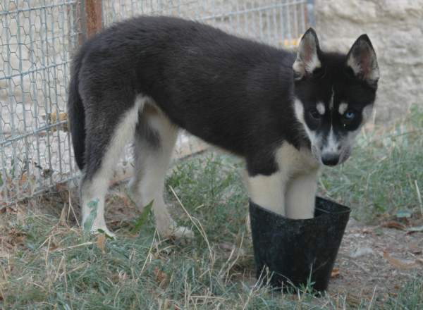 Magic Wolf Finnmark (dite chipie)