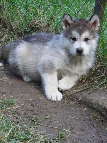 Houmiack of Red Eyes Woolf Shadow