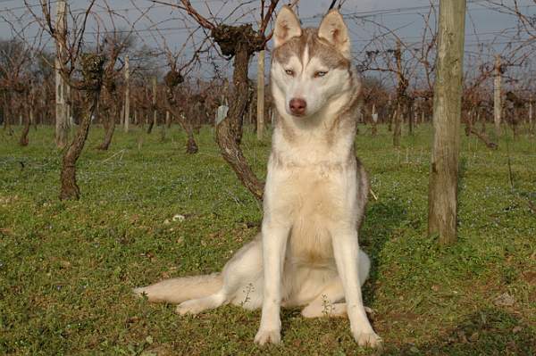 Magic Wolf Guess