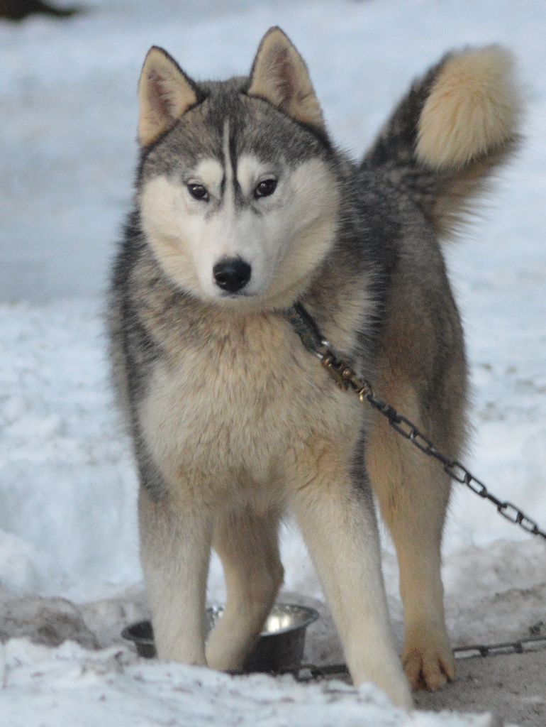 Magic Wolf Nanouk (grise)
