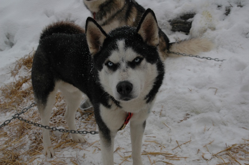 Magic Wolf Alaska 1