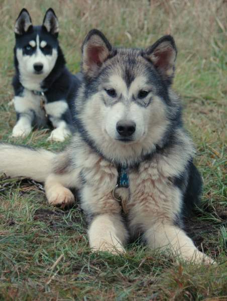 Houmiack of Red Eyes Woolf Shadow