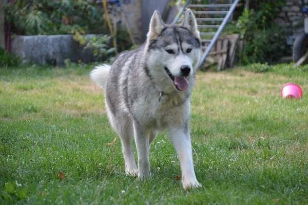 Magic Wolf Nanouk (grise)