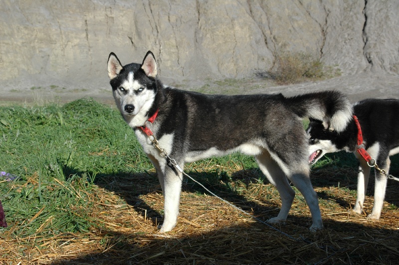 Magic Wolf Alaska 1