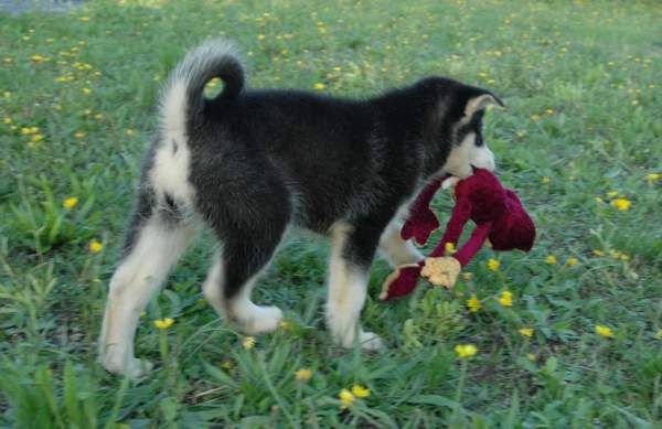 Magic Wolf Himalaya (rose)