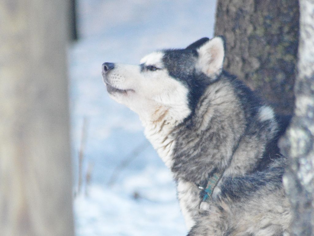 Magic Wolf Harmonia névé