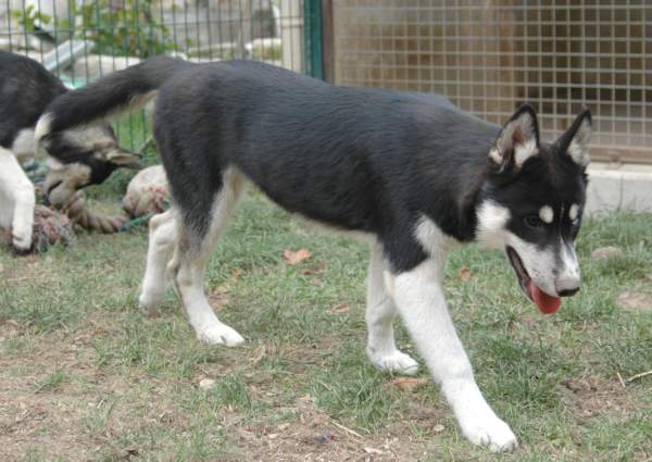 Magic Wolf Finnmark (dite chipie)