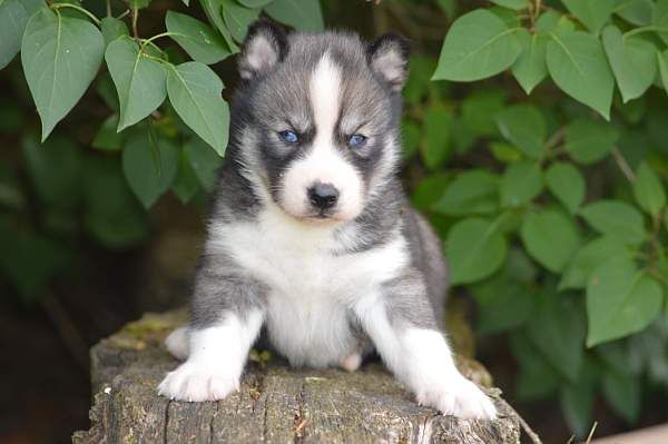 Magic Wolf Nebraska dit nounou