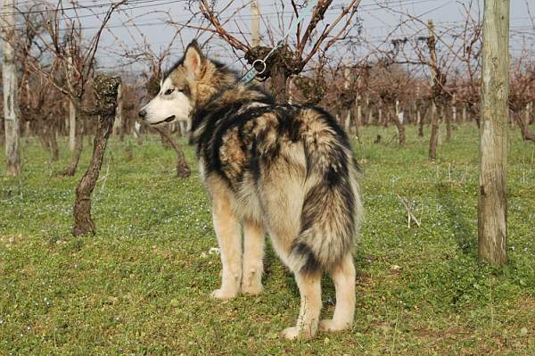 Houmiack of Red Eyes Woolf Shadow
