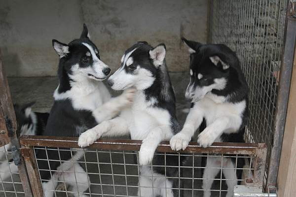 Magic Wolf Finnmark (dite chipie)