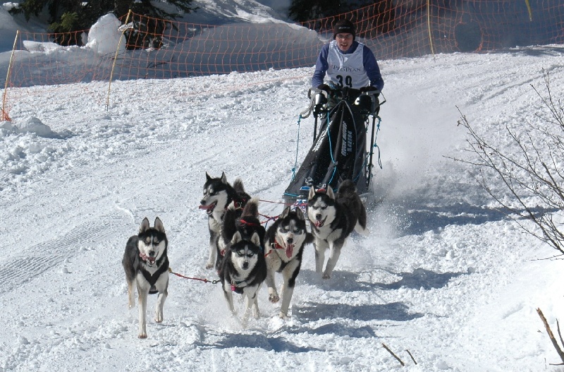 Magic Wolf Alaska 1