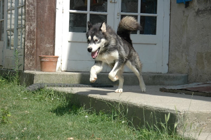 Magic Wolf Demon of the black diamond (dite demon)