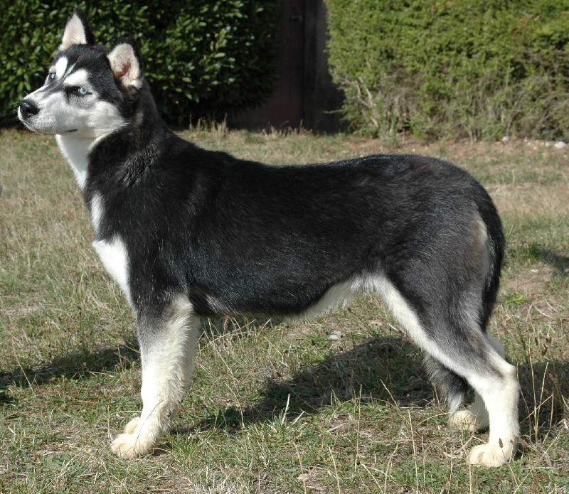 Magic Wolf Elyxir diabolic ( dite ebène)
