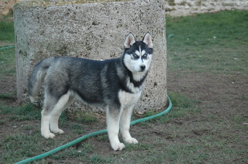 Magic Wolf Coyotte girl