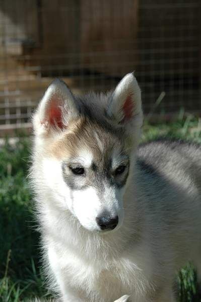 Magic Wolf Jade