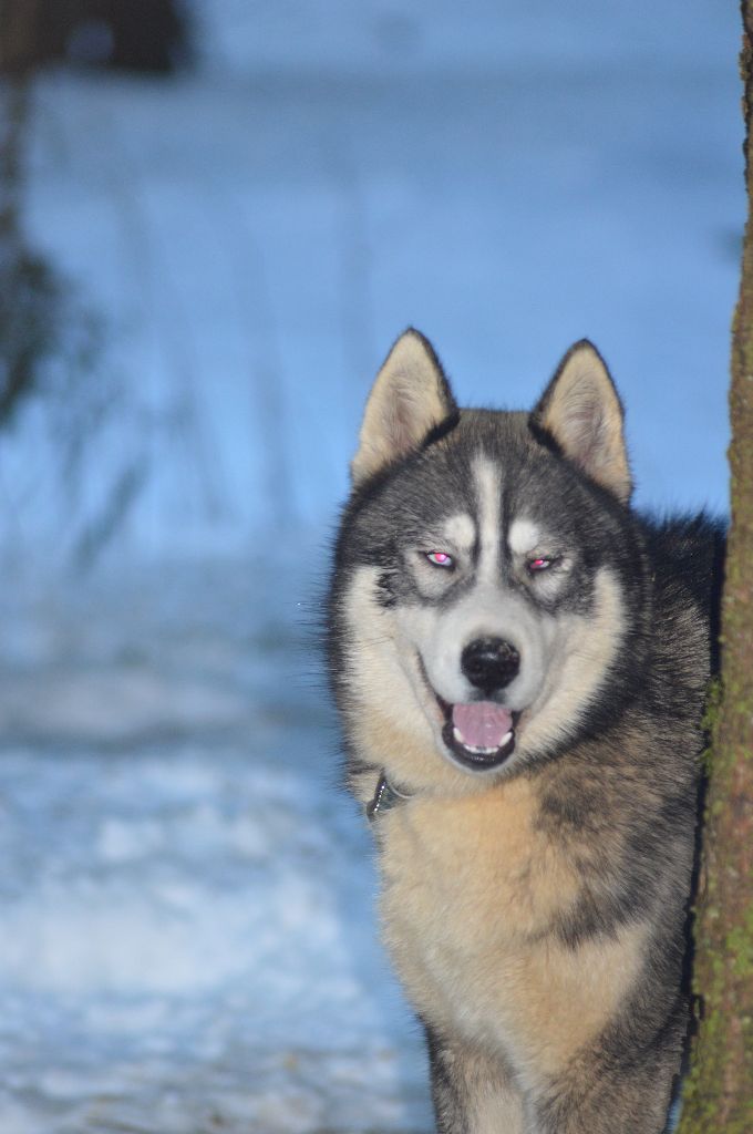 Magic Wolf Nebraska dit nounou