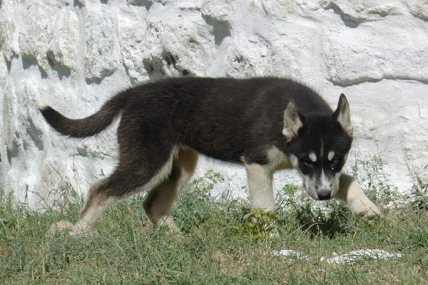 Magic Wolf Finnmark (dite chipie)