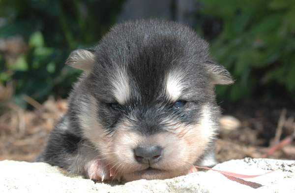 Magic Wolf Himalaya (rose)