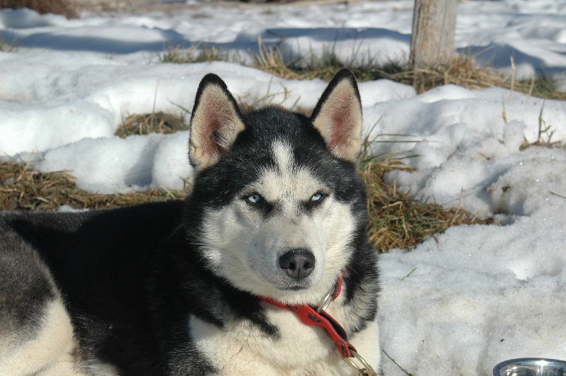 Magic Wolf Alaska 1