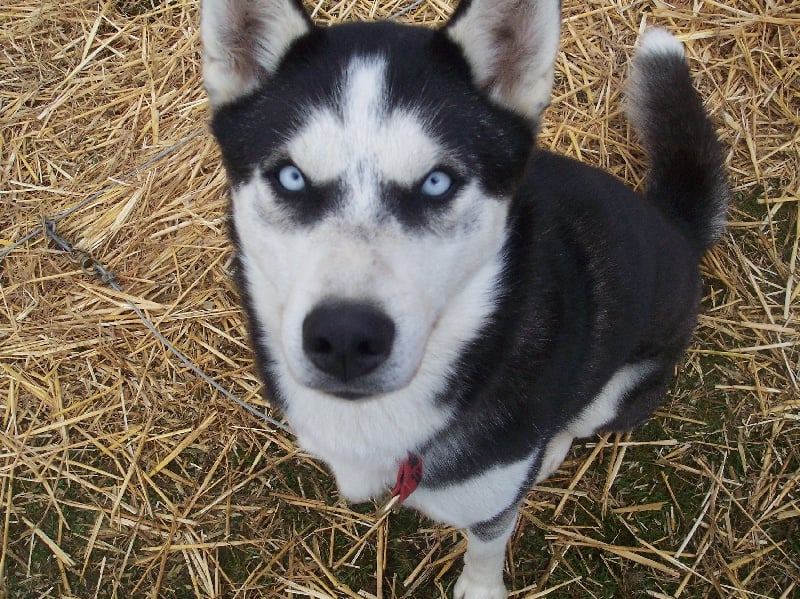 Magic Wolf Alaska 1