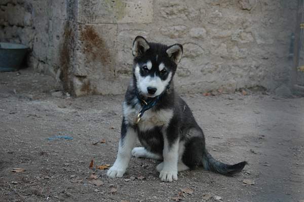 Magic Wolf Demon of the black diamond (dite demon)