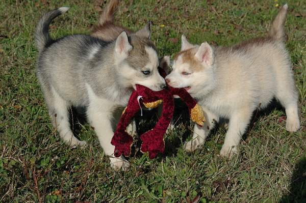 Magic Wolf Guess