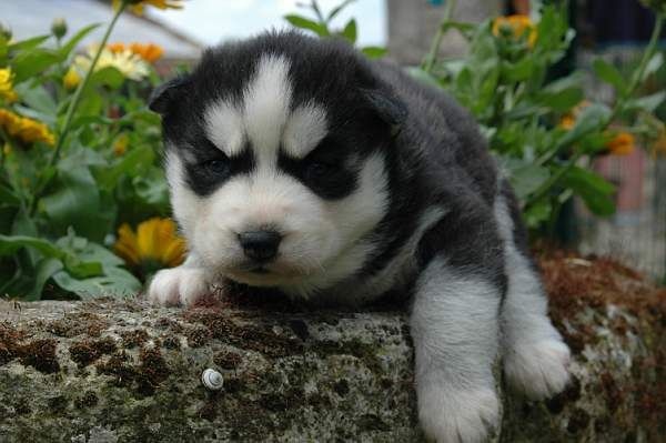 Magic Wolf J'suis trop belle dite j'allucine