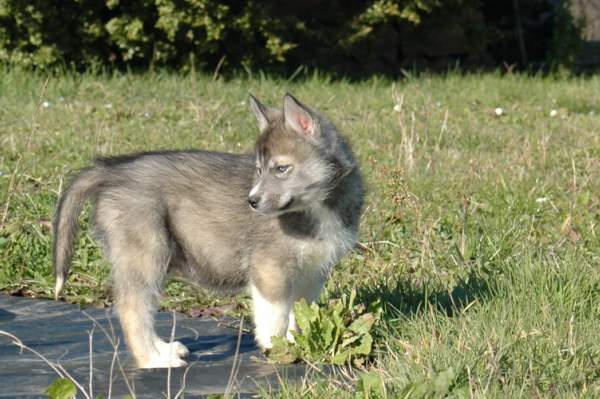 Magic Wolf Hypnotic blue eyes dit halcatraz