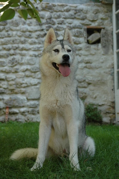 Publication : Magic Wolf Auteur : Magic Wolf, Fusion 19 mois