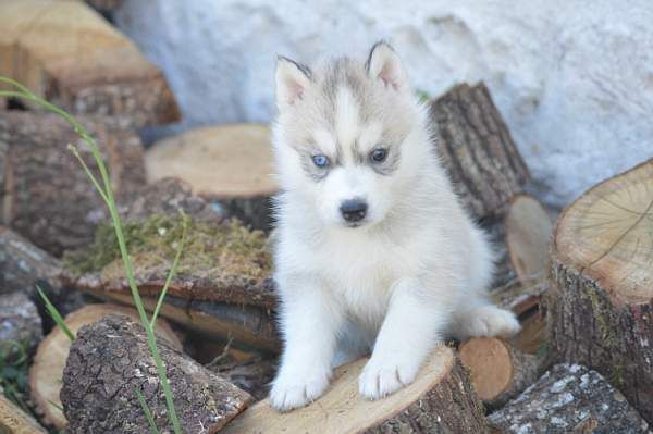 Magic Wolf Neige