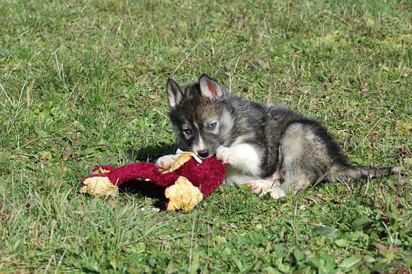Magic Wolf Hypnotic blue eyes dit halcatraz
