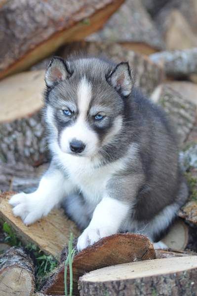 Magic Wolf Nebraska dit nounou