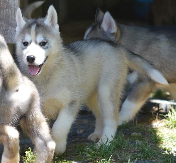 Magic Wolf Nanouk (grise)