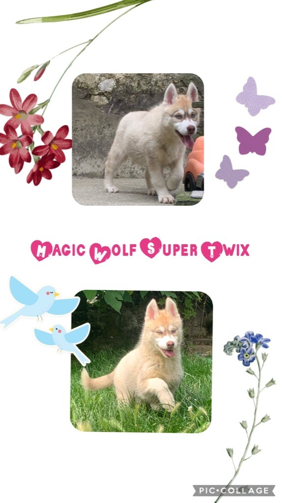 Magic Wolf Super twix
