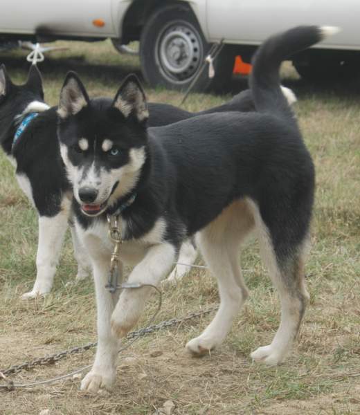 Magic Wolf Finnmark (dite chipie)