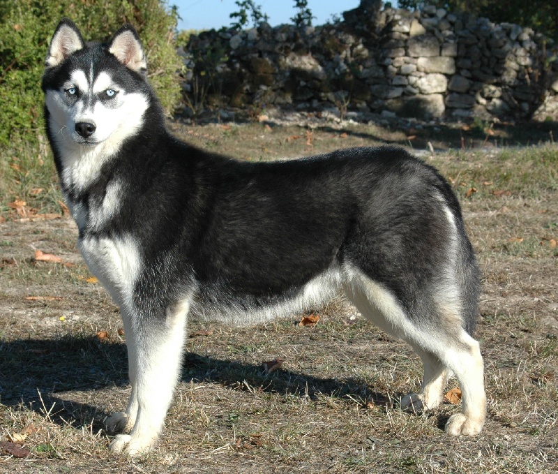 Magic Wolf Elyxir diabolic ( dite ebène)