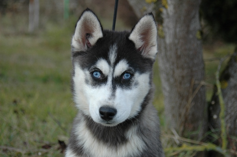 Magic Wolf Coyotte girl