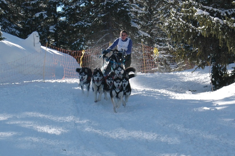 Magic Wolf Alaska 1