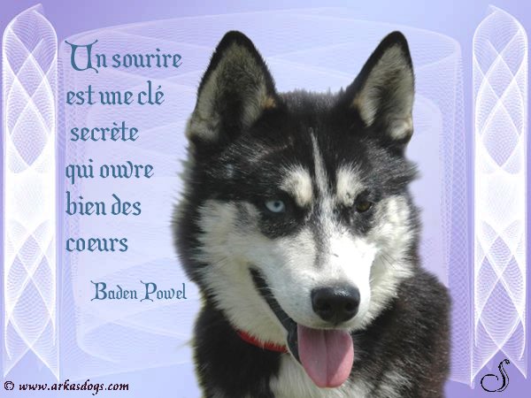 Photo Elevage Magic Wolf Eleveur De Chiens Siberian Husky