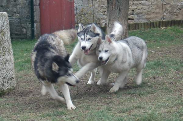 Publication : Magic Wolf Auteur : Magic Wolf, Fusion 19 mois