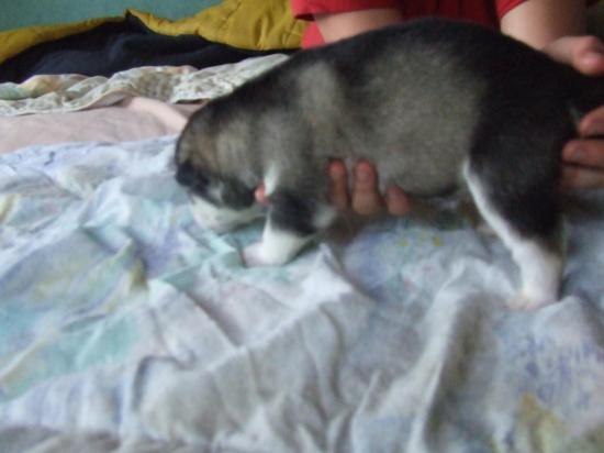 Houmiack of Red Eyes Woolf Shadow