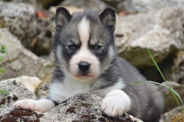 Magic Wolf Nebraska dit nounou
