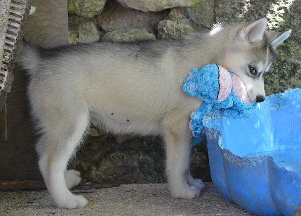 Magic Wolf Nanouk (grise)