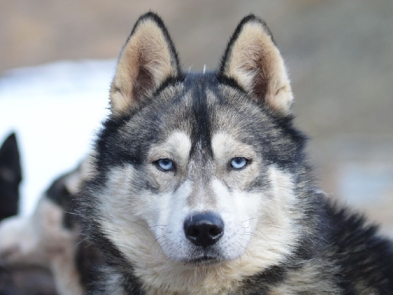 Magic Wolf Hypnotic blue eyes dit halcatraz