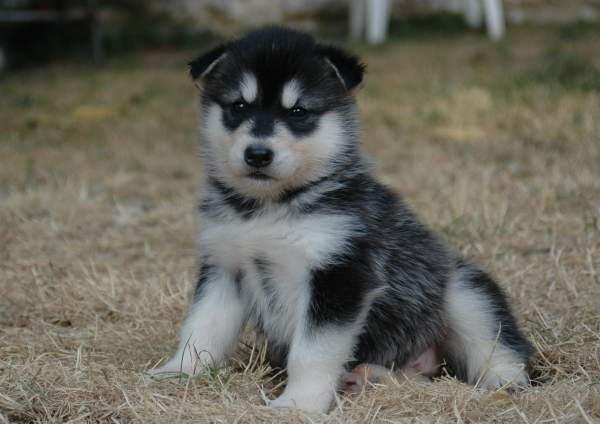 Magic Wolf Himalaya (rose)