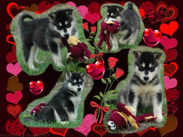 Magic Wolf Himalaya (rose)