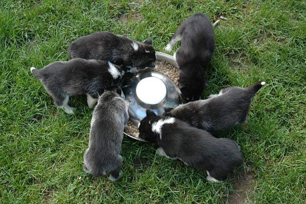 Magic Wolf Finnmark (dite chipie)