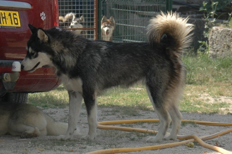 Magic Wolf Demon of the black diamond (dite demon)